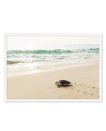 Little Turtle III Art Print-PRINT-Olive et Oriel-Olive et Oriel-A5 | 5.8" x 8.3" | 14.8 x 21cm-White-With White Border-Buy-Australian-Art-Prints-Online-with-Olive-et-Oriel-Your-Artwork-Specialists-Austrailia-Decorate-With-Coastal-Photo-Wall-Art-Prints-From-Our-Beach-House-Artwork-Collection-Fine-Poster-and-Framed-Artwork