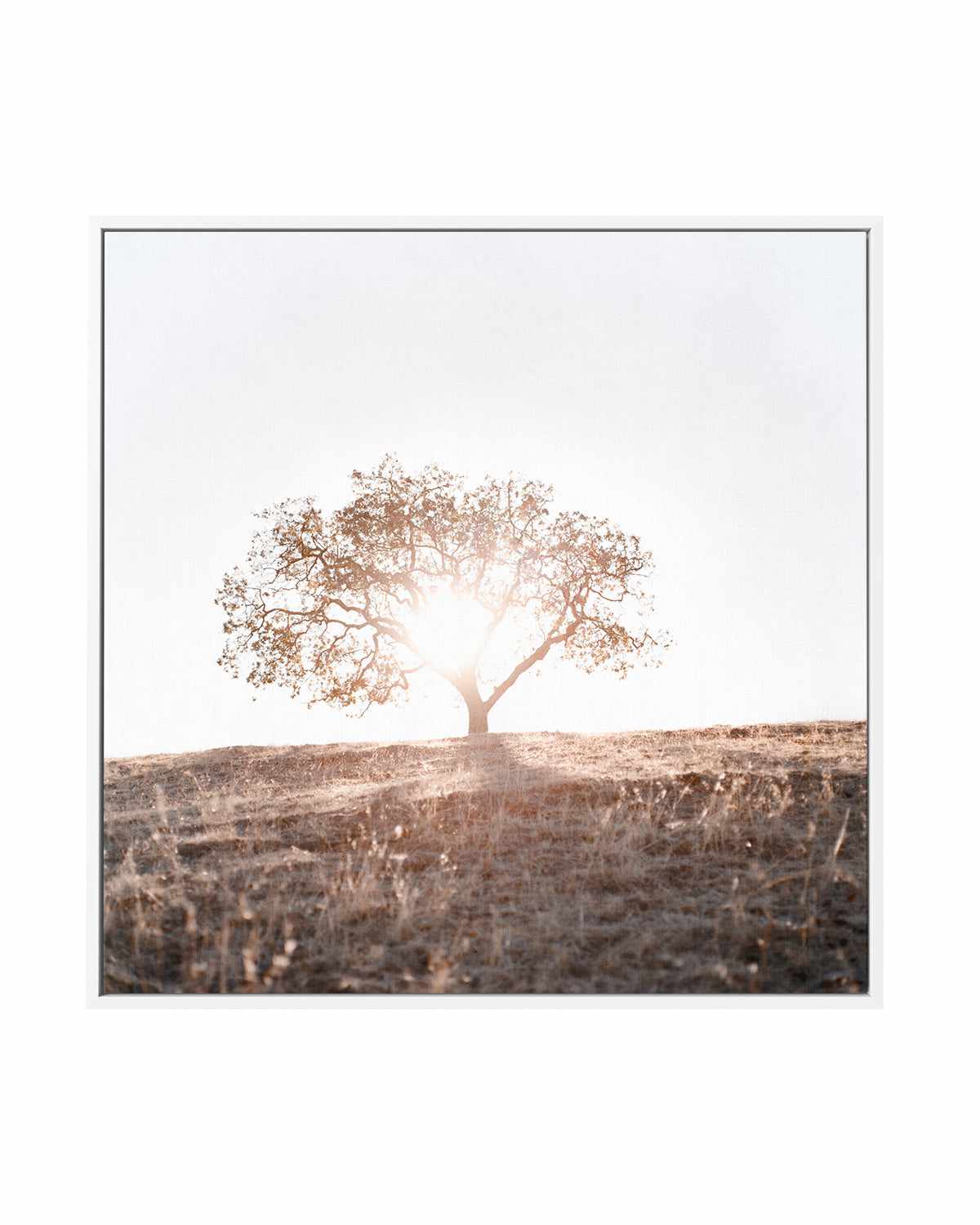 Lone Tree Hill SQ by Caleb Morris | Framed Canvas Art Print