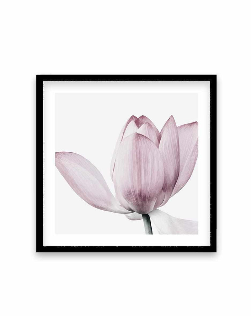 Lotus No II | SQ Art Print-PRINT-Olive et Oriel-Olive et Oriel-70x70 cm | 27.5" x 27.5"-Black-With White Border-Buy-Australian-Art-Prints-Online-with-Olive-et-Oriel-Your-Artwork-Specialists-Austrailia-Decorate-With-Coastal-Photo-Wall-Art-Prints-From-Our-Beach-House-Artwork-Collection-Fine-Poster-and-Framed-Artwork