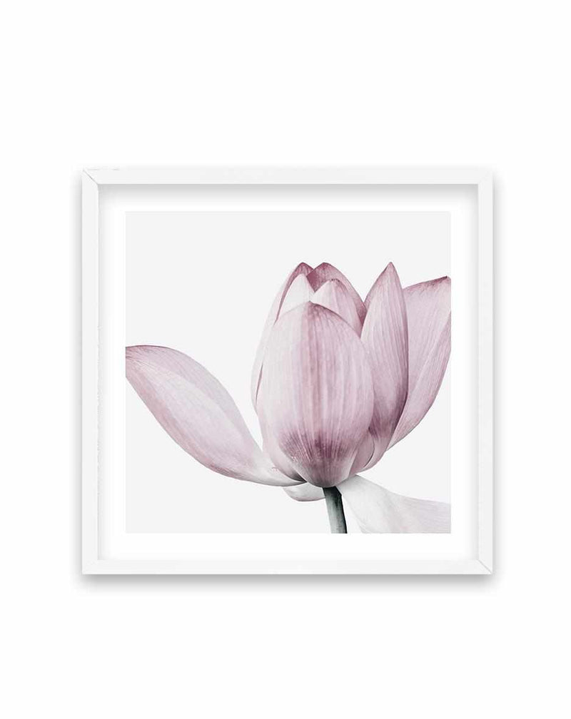 Lotus No II | SQ Art Print-PRINT-Olive et Oriel-Olive et Oriel-70x70 cm | 27.5" x 27.5"-White-With White Border-Buy-Australian-Art-Prints-Online-with-Olive-et-Oriel-Your-Artwork-Specialists-Austrailia-Decorate-With-Coastal-Photo-Wall-Art-Prints-From-Our-Beach-House-Artwork-Collection-Fine-Poster-and-Framed-Artwork