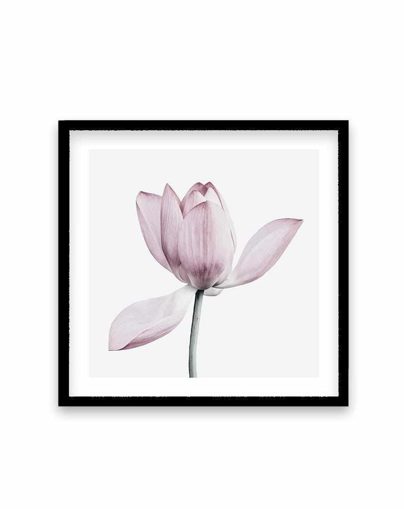 Lotus I | SQ Art Print-PRINT-Olive et Oriel-Olive et Oriel-70x70 cm | 27.5" x 27.5"-Black-With White Border-Buy-Australian-Art-Prints-Online-with-Olive-et-Oriel-Your-Artwork-Specialists-Austrailia-Decorate-With-Coastal-Photo-Wall-Art-Prints-From-Our-Beach-House-Artwork-Collection-Fine-Poster-and-Framed-Artwork