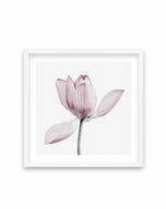 Lotus I | SQ Art Print-PRINT-Olive et Oriel-Olive et Oriel-70x70 cm | 27.5" x 27.5"-White-With White Border-Buy-Australian-Art-Prints-Online-with-Olive-et-Oriel-Your-Artwork-Specialists-Austrailia-Decorate-With-Coastal-Photo-Wall-Art-Prints-From-Our-Beach-House-Artwork-Collection-Fine-Poster-and-Framed-Artwork