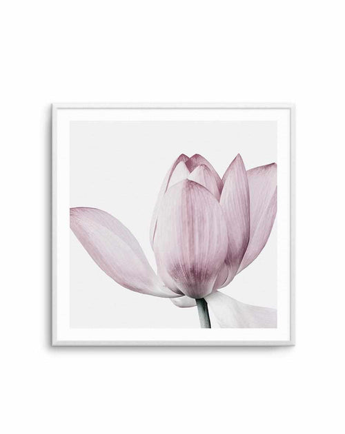 Lotus No II | SQ Art Print-PRINT-Olive et Oriel-Olive et Oriel-Buy-Australian-Art-Prints-Online-with-Olive-et-Oriel-Your-Artwork-Specialists-Austrailia-Decorate-With-Coastal-Photo-Wall-Art-Prints-From-Our-Beach-House-Artwork-Collection-Fine-Poster-and-Framed-Artwork