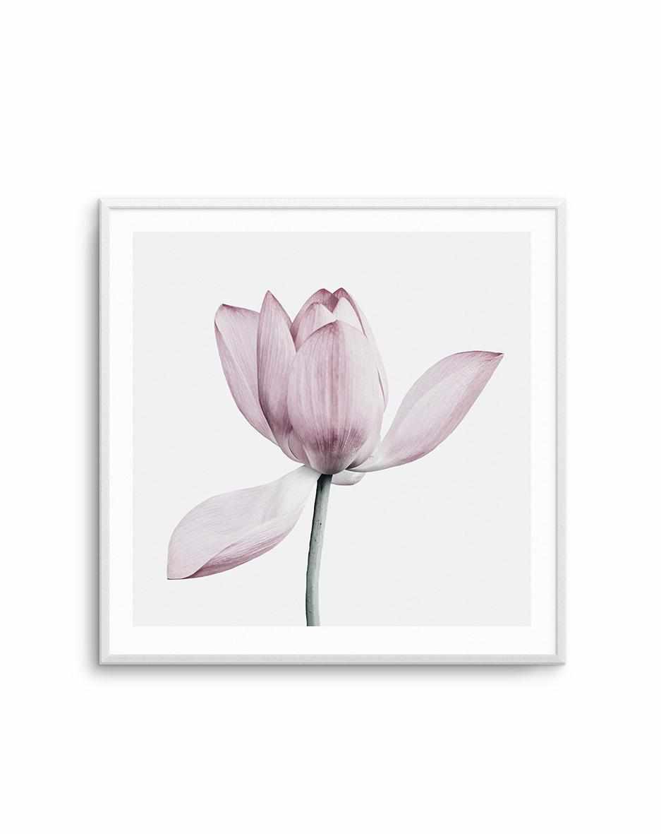 Lotus I | SQ Art Print-PRINT-Olive et Oriel-Olive et Oriel-Buy-Australian-Art-Prints-Online-with-Olive-et-Oriel-Your-Artwork-Specialists-Austrailia-Decorate-With-Coastal-Photo-Wall-Art-Prints-From-Our-Beach-House-Artwork-Collection-Fine-Poster-and-Framed-Artwork