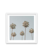 Melrose Ave Palms SQ Art Print-PRINT-Olive et Oriel-Olive et Oriel-70x70 cm | 27.5" x 27.5"-White-With White Border-Buy-Australian-Art-Prints-Online-with-Olive-et-Oriel-Your-Artwork-Specialists-Austrailia-Decorate-With-Coastal-Photo-Wall-Art-Prints-From-Our-Beach-House-Artwork-Collection-Fine-Poster-and-Framed-Artwork