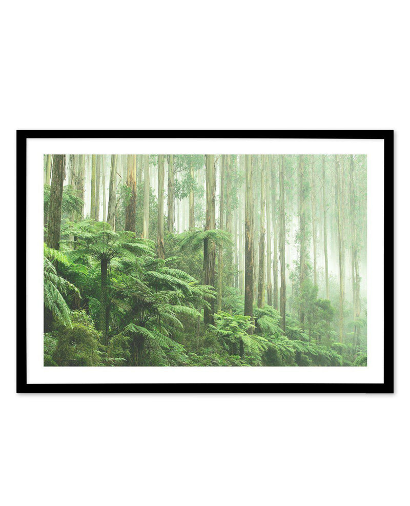 Misty Forest, Healesville Victoria Art Print-PRINT-Olive et Oriel-Olive et Oriel-A5 | 5.8" x 8.3" | 14.8 x 21cm-Black-With White Border-Buy-Australian-Art-Prints-Online-with-Olive-et-Oriel-Your-Artwork-Specialists-Austrailia-Decorate-With-Coastal-Photo-Wall-Art-Prints-From-Our-Beach-House-Artwork-Collection-Fine-Poster-and-Framed-Artwork