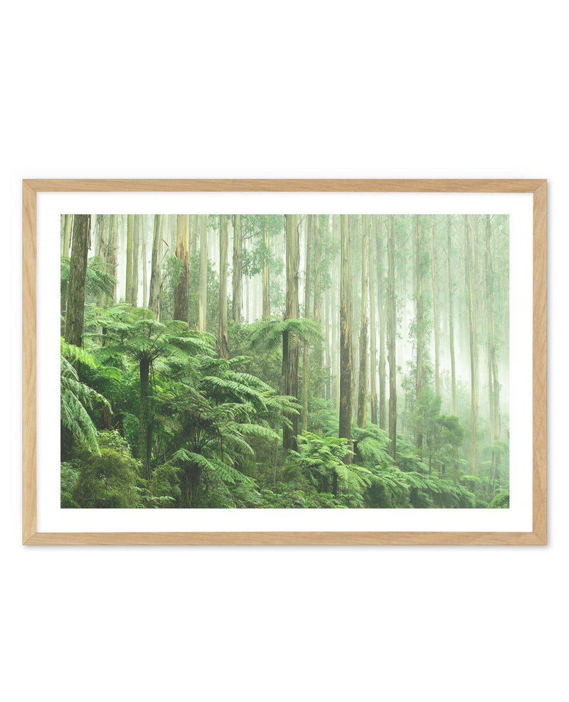 Misty Forest, Healesville Victoria Art Print-PRINT-Olive et Oriel-Olive et Oriel-A5 | 5.8" x 8.3" | 14.8 x 21cm-Oak-With White Border-Buy-Australian-Art-Prints-Online-with-Olive-et-Oriel-Your-Artwork-Specialists-Austrailia-Decorate-With-Coastal-Photo-Wall-Art-Prints-From-Our-Beach-House-Artwork-Collection-Fine-Poster-and-Framed-Artwork