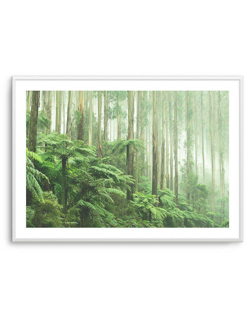 Misty Forest, Healesville Victoria Art Print-PRINT-Olive et Oriel-Olive et Oriel-A5 | 5.8" x 8.3" | 14.8 x 21cm-Unframed Art Print-With White Border-Buy-Australian-Art-Prints-Online-with-Olive-et-Oriel-Your-Artwork-Specialists-Austrailia-Decorate-With-Coastal-Photo-Wall-Art-Prints-From-Our-Beach-House-Artwork-Collection-Fine-Poster-and-Framed-Artwork