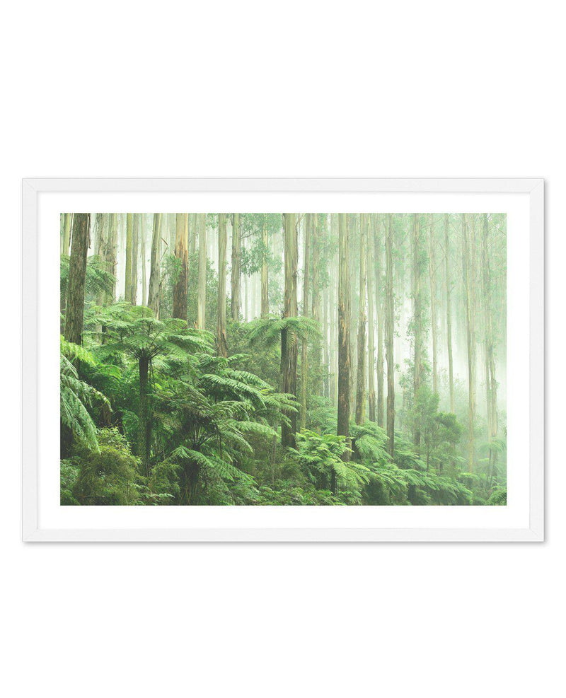 Misty Forest, Healesville Victoria Art Print-PRINT-Olive et Oriel-Olive et Oriel-A5 | 5.8" x 8.3" | 14.8 x 21cm-White-With White Border-Buy-Australian-Art-Prints-Online-with-Olive-et-Oriel-Your-Artwork-Specialists-Austrailia-Decorate-With-Coastal-Photo-Wall-Art-Prints-From-Our-Beach-House-Artwork-Collection-Fine-Poster-and-Framed-Artwork