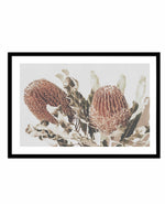 Native Banksia | LS Art Print-PRINT-Olive et Oriel-Olive et Oriel-A4 | 8.3" x 11.7" | 21 x 29.7cm-Black-With White Border-Buy-Australian-Art-Prints-Online-with-Olive-et-Oriel-Your-Artwork-Specialists-Austrailia-Decorate-With-Coastal-Photo-Wall-Art-Prints-From-Our-Beach-House-Artwork-Collection-Fine-Poster-and-Framed-Artwork