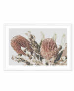 Native Banksia | LS Art Print-PRINT-Olive et Oriel-Olive et Oriel-A4 | 8.3" x 11.7" | 21 x 29.7cm-White-With White Border-Buy-Australian-Art-Prints-Online-with-Olive-et-Oriel-Your-Artwork-Specialists-Austrailia-Decorate-With-Coastal-Photo-Wall-Art-Prints-From-Our-Beach-House-Artwork-Collection-Fine-Poster-and-Framed-Artwork