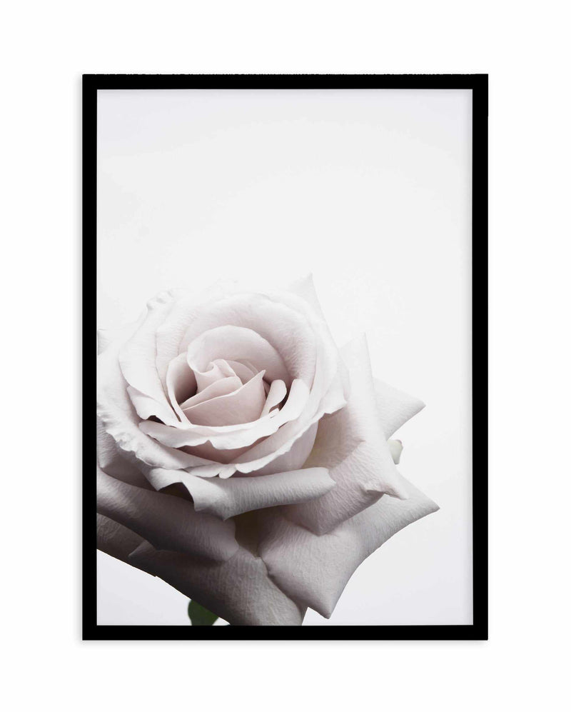 Oscar Rose Art Print-PRINT-Olive et Oriel-Olive et Oriel-A5 | 5.8" x 8.3" | 14.8 x 21cm-Black-With White Border-Buy-Australian-Art-Prints-Online-with-Olive-et-Oriel-Your-Artwork-Specialists-Austrailia-Decorate-With-Coastal-Photo-Wall-Art-Prints-From-Our-Beach-House-Artwork-Collection-Fine-Poster-and-Framed-Artwork
