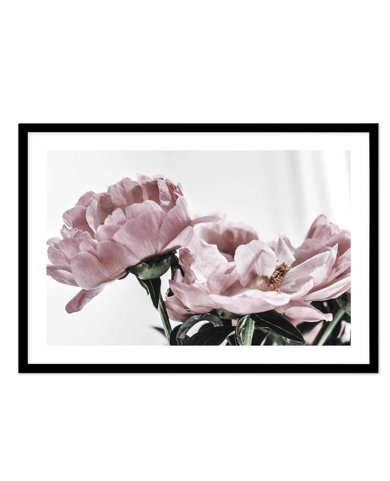 Peonies | LS Art Print-PRINT-Olive et Oriel-Olive et Oriel-A5 | 5.8" x 8.3" | 14.8 x 21cm-Black-With White Border-Buy-Australian-Art-Prints-Online-with-Olive-et-Oriel-Your-Artwork-Specialists-Austrailia-Decorate-With-Coastal-Photo-Wall-Art-Prints-From-Our-Beach-House-Artwork-Collection-Fine-Poster-and-Framed-Artwork