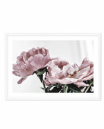 Peonies | LS Art Print-PRINT-Olive et Oriel-Olive et Oriel-A5 | 5.8" x 8.3" | 14.8 x 21cm-White-With White Border-Buy-Australian-Art-Prints-Online-with-Olive-et-Oriel-Your-Artwork-Specialists-Austrailia-Decorate-With-Coastal-Photo-Wall-Art-Prints-From-Our-Beach-House-Artwork-Collection-Fine-Poster-and-Framed-Artwork