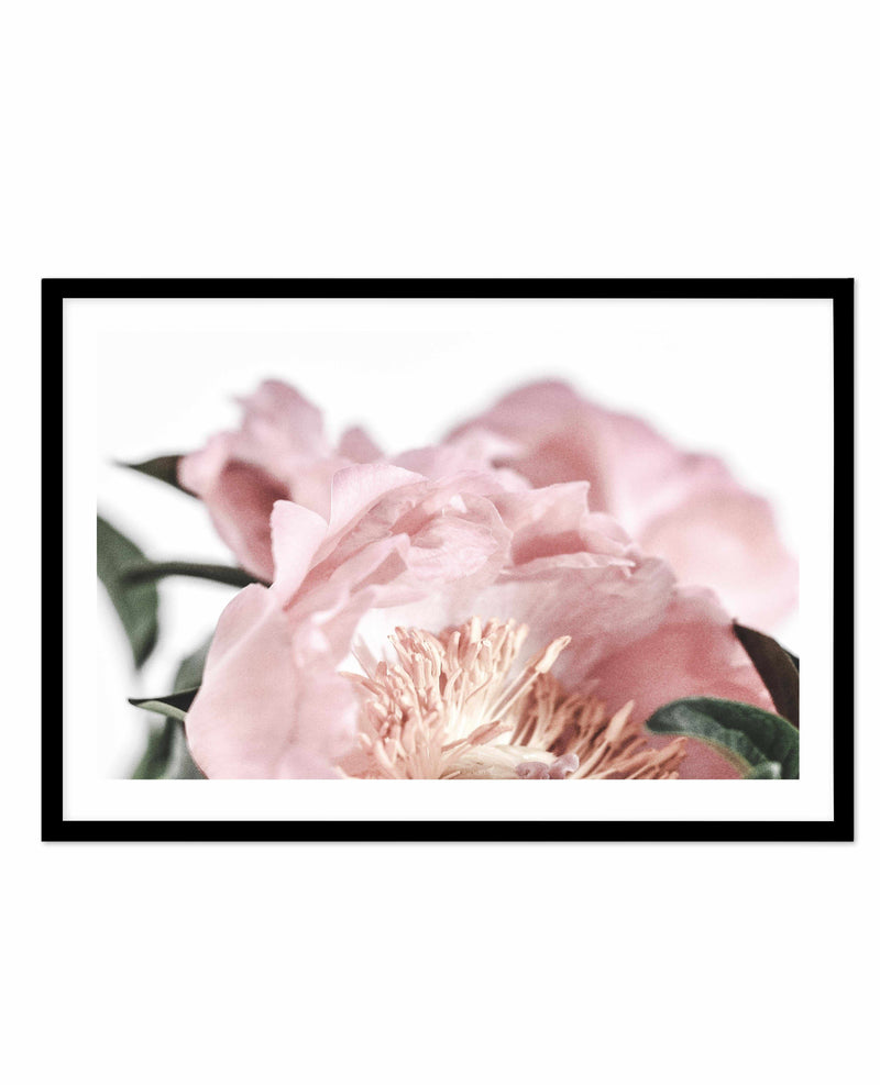 Peonies II Art Print-PRINT-Olive et Oriel-Olive et Oriel-A5 | 5.8" x 8.3" | 14.8 x 21cm-Black-With White Border-Buy-Australian-Art-Prints-Online-with-Olive-et-Oriel-Your-Artwork-Specialists-Austrailia-Decorate-With-Coastal-Photo-Wall-Art-Prints-From-Our-Beach-House-Artwork-Collection-Fine-Poster-and-Framed-Artwork