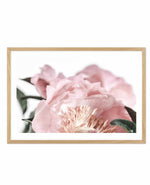 Peonies II Art Print-PRINT-Olive et Oriel-Olive et Oriel-A5 | 5.8" x 8.3" | 14.8 x 21cm-Oak-With White Border-Buy-Australian-Art-Prints-Online-with-Olive-et-Oriel-Your-Artwork-Specialists-Austrailia-Decorate-With-Coastal-Photo-Wall-Art-Prints-From-Our-Beach-House-Artwork-Collection-Fine-Poster-and-Framed-Artwork