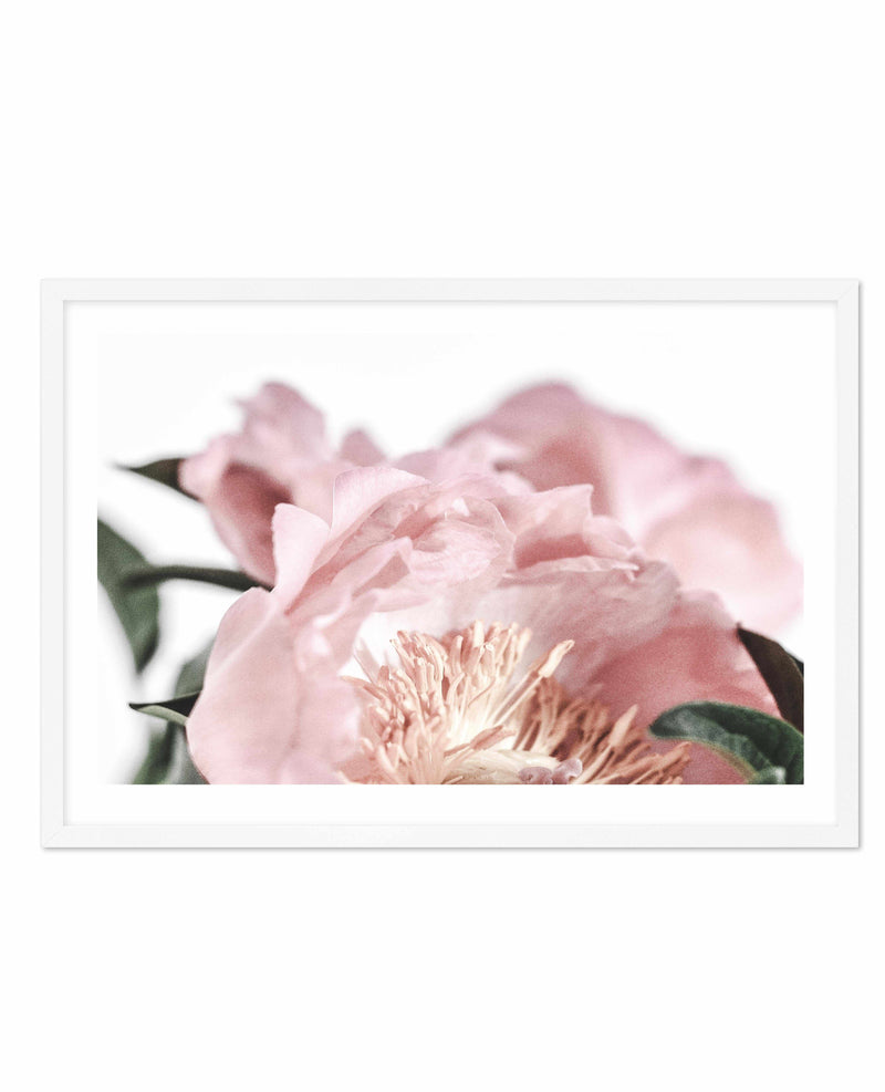 Peonies II Art Print-PRINT-Olive et Oriel-Olive et Oriel-A5 | 5.8" x 8.3" | 14.8 x 21cm-White-With White Border-Buy-Australian-Art-Prints-Online-with-Olive-et-Oriel-Your-Artwork-Specialists-Austrailia-Decorate-With-Coastal-Photo-Wall-Art-Prints-From-Our-Beach-House-Artwork-Collection-Fine-Poster-and-Framed-Artwork