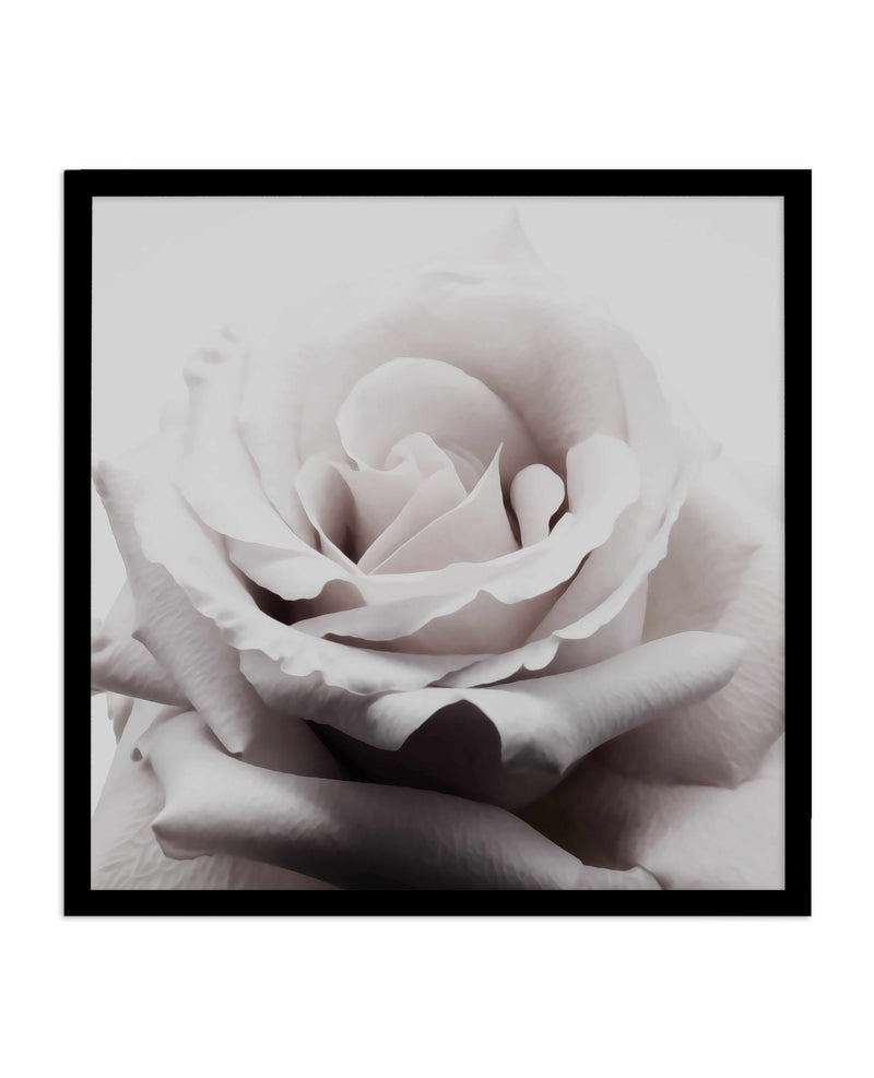 Pale Rose | SQ Art Print-PRINT-Olive et Oriel-Olive et Oriel-70x70 cm | 27.5" x 27.5"-Black-With White Border-Buy-Australian-Art-Prints-Online-with-Olive-et-Oriel-Your-Artwork-Specialists-Austrailia-Decorate-With-Coastal-Photo-Wall-Art-Prints-From-Our-Beach-House-Artwork-Collection-Fine-Poster-and-Framed-Artwork