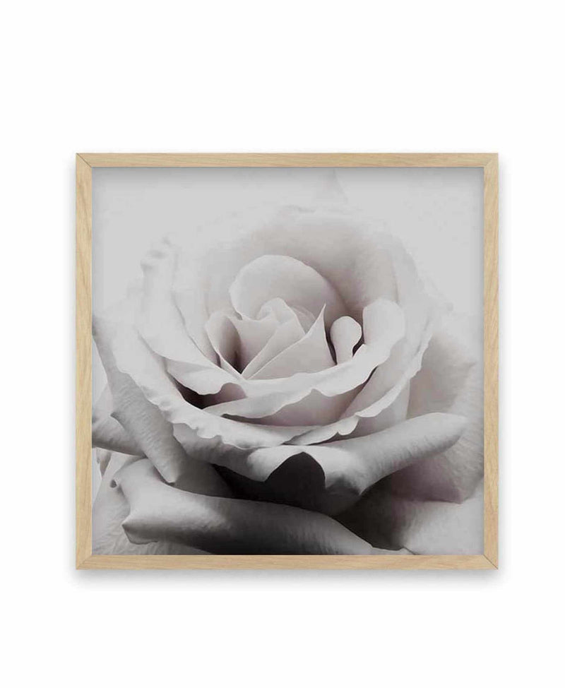 Pale Rose | SQ Art Print-PRINT-Olive et Oriel-Olive et Oriel-70x70 cm | 27.5" x 27.5"-Oak-With White Border-Buy-Australian-Art-Prints-Online-with-Olive-et-Oriel-Your-Artwork-Specialists-Austrailia-Decorate-With-Coastal-Photo-Wall-Art-Prints-From-Our-Beach-House-Artwork-Collection-Fine-Poster-and-Framed-Artwork
