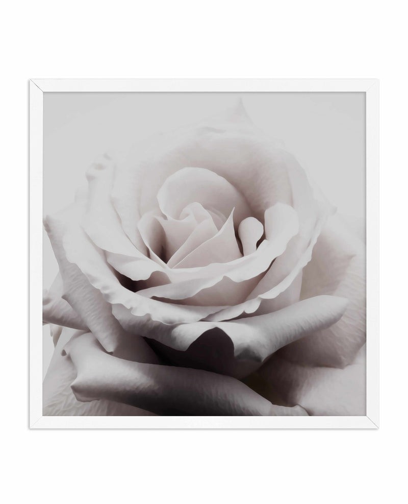 Pale Rose | SQ Art Print-PRINT-Olive et Oriel-Olive et Oriel-70x70 cm | 27.5" x 27.5"-White-With White Border-Buy-Australian-Art-Prints-Online-with-Olive-et-Oriel-Your-Artwork-Specialists-Austrailia-Decorate-With-Coastal-Photo-Wall-Art-Prints-From-Our-Beach-House-Artwork-Collection-Fine-Poster-and-Framed-Artwork
