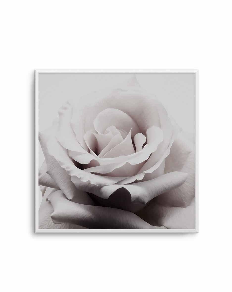 Pale Rose | SQ Art Print-PRINT-Olive et Oriel-Olive et Oriel-Buy-Australian-Art-Prints-Online-with-Olive-et-Oriel-Your-Artwork-Specialists-Austrailia-Decorate-With-Coastal-Photo-Wall-Art-Prints-From-Our-Beach-House-Artwork-Collection-Fine-Poster-and-Framed-Artwork