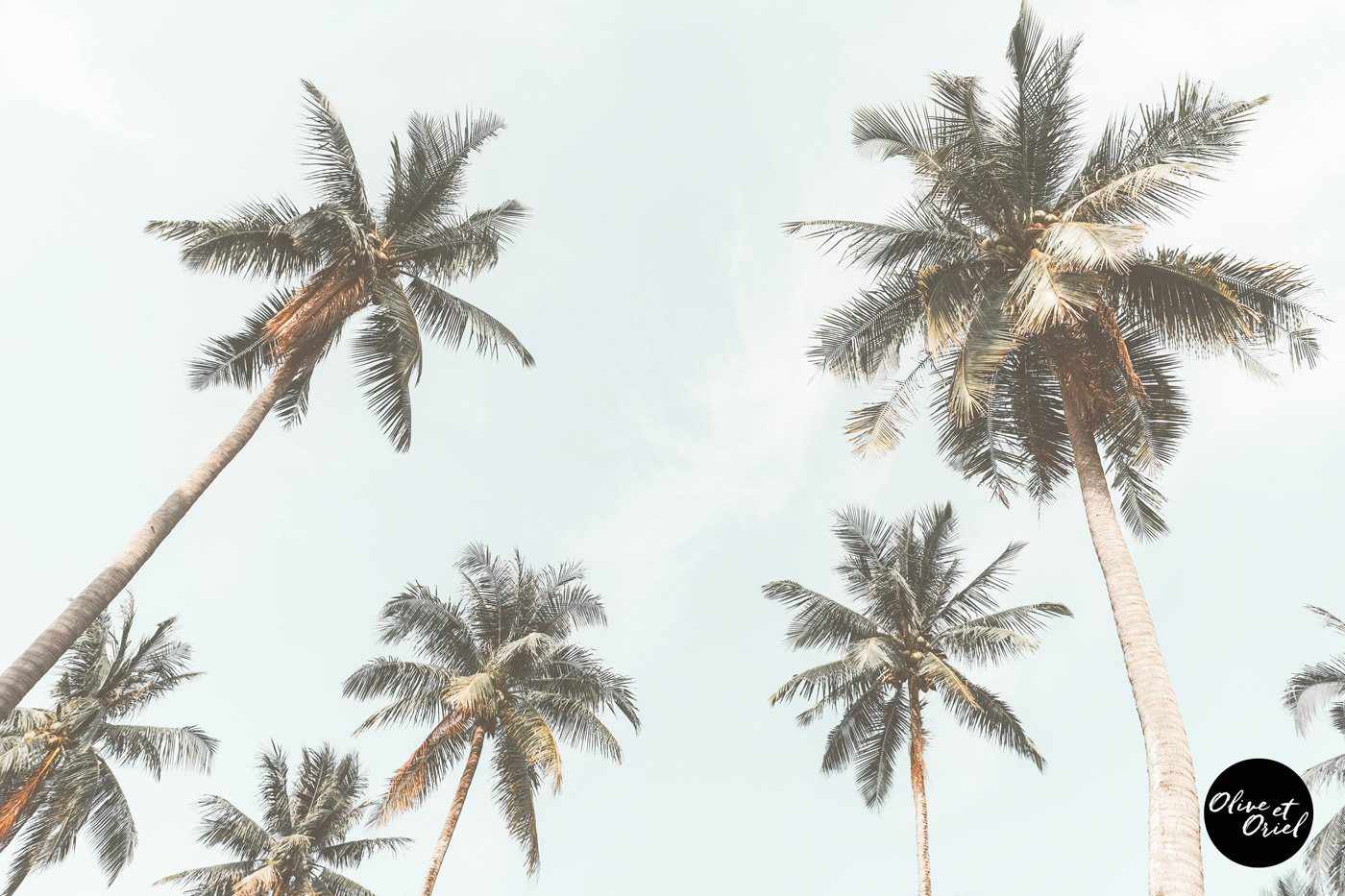 Palm Tree Wallpaper | Cool Palm Tree Designs | Hovia