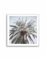 Santa Monica Palm | SQ Art Print-PRINT-Olive et Oriel-Olive et Oriel-Buy-Australian-Art-Prints-Online-with-Olive-et-Oriel-Your-Artwork-Specialists-Austrailia-Decorate-With-Coastal-Photo-Wall-Art-Prints-From-Our-Beach-House-Artwork-Collection-Fine-Poster-and-Framed-Artwork