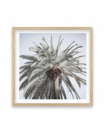 Santa Monica Palm | SQ Art Print-PRINT-Olive et Oriel-Olive et Oriel-70x70 cm | 27.5" x 27.5"-Oak-With White Border-Buy-Australian-Art-Prints-Online-with-Olive-et-Oriel-Your-Artwork-Specialists-Austrailia-Decorate-With-Coastal-Photo-Wall-Art-Prints-From-Our-Beach-House-Artwork-Collection-Fine-Poster-and-Framed-Artwork