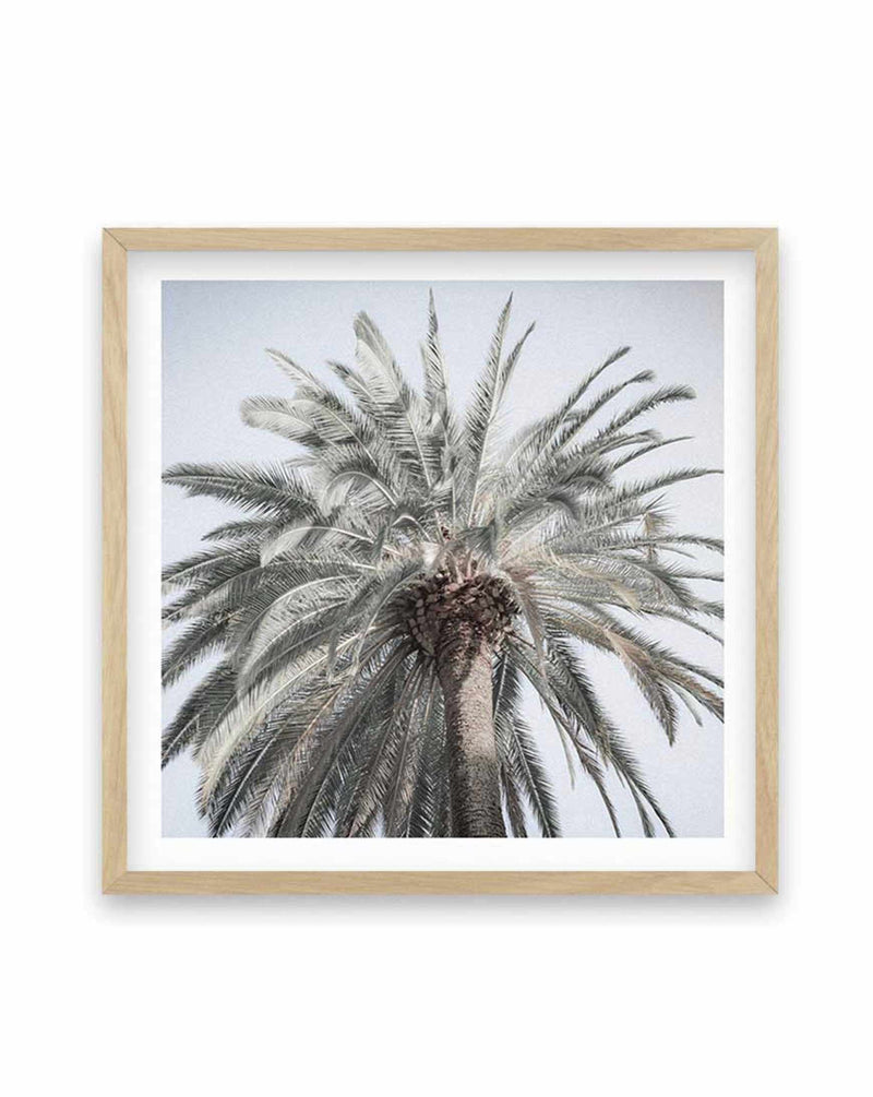 Santa Monica Palm | SQ Art Print-PRINT-Olive et Oriel-Olive et Oriel-70x70 cm | 27.5" x 27.5"-Oak-With White Border-Buy-Australian-Art-Prints-Online-with-Olive-et-Oriel-Your-Artwork-Specialists-Austrailia-Decorate-With-Coastal-Photo-Wall-Art-Prints-From-Our-Beach-House-Artwork-Collection-Fine-Poster-and-Framed-Artwork