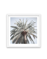 Santa Monica Palm | SQ Art Print-PRINT-Olive et Oriel-Olive et Oriel-70x70 cm | 27.5" x 27.5"-White-With White Border-Buy-Australian-Art-Prints-Online-with-Olive-et-Oriel-Your-Artwork-Specialists-Austrailia-Decorate-With-Coastal-Photo-Wall-Art-Prints-From-Our-Beach-House-Artwork-Collection-Fine-Poster-and-Framed-Artwork