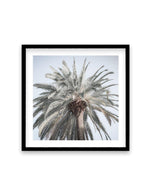Santa Monica Palm | SQ Art Print-PRINT-Olive et Oriel-Olive et Oriel-70x70 cm | 27.5" x 27.5"-Black-With White Border-Buy-Australian-Art-Prints-Online-with-Olive-et-Oriel-Your-Artwork-Specialists-Austrailia-Decorate-With-Coastal-Photo-Wall-Art-Prints-From-Our-Beach-House-Artwork-Collection-Fine-Poster-and-Framed-Artwork