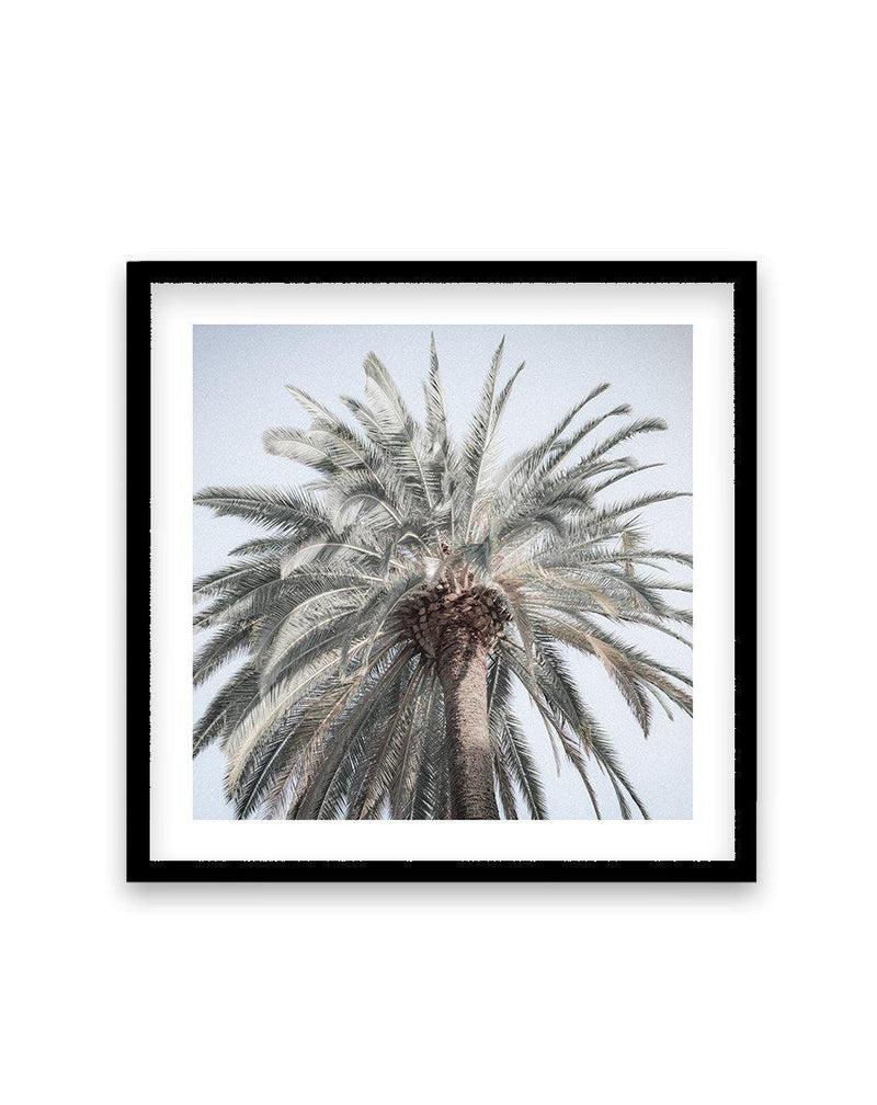 Santa Monica Palm | SQ Art Print-PRINT-Olive et Oriel-Olive et Oriel-70x70 cm | 27.5" x 27.5"-Black-With White Border-Buy-Australian-Art-Prints-Online-with-Olive-et-Oriel-Your-Artwork-Specialists-Austrailia-Decorate-With-Coastal-Photo-Wall-Art-Prints-From-Our-Beach-House-Artwork-Collection-Fine-Poster-and-Framed-Artwork