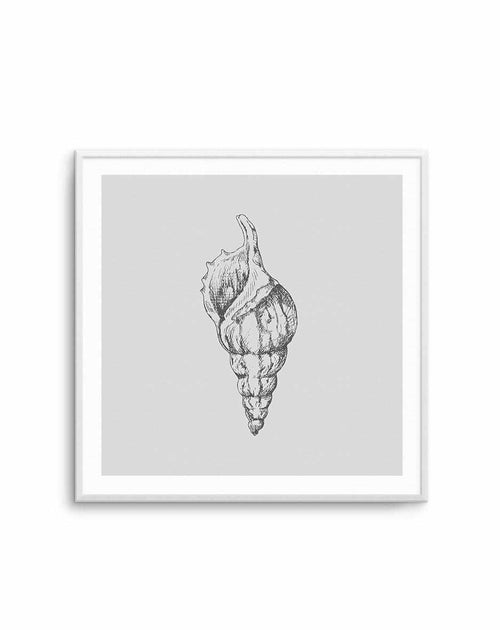 Seashell | Atlantic Triton SQ Art Print-PRINT-Olive et Oriel-Olive et Oriel-Buy-Australian-Art-Prints-Online-with-Olive-et-Oriel-Your-Artwork-Specialists-Austrailia-Decorate-With-Coastal-Photo-Wall-Art-Prints-From-Our-Beach-House-Artwork-Collection-Fine-Poster-and-Framed-Artwork