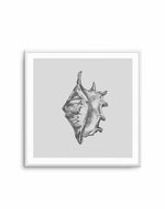 Seashell | Conch SQ Art Print-PRINT-Olive et Oriel-Olive et Oriel-Buy-Australian-Art-Prints-Online-with-Olive-et-Oriel-Your-Artwork-Specialists-Austrailia-Decorate-With-Coastal-Photo-Wall-Art-Prints-From-Our-Beach-House-Artwork-Collection-Fine-Poster-and-Framed-Artwork
