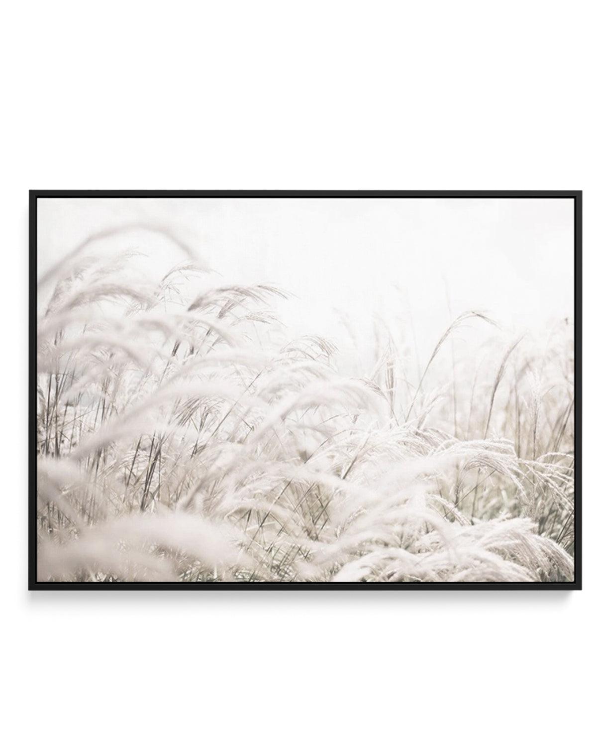 Seaside Pampas | LS | Framed Canvas-CANVAS-You can shop wall art online with Olive et Oriel for everything from abstract art to fun kids wall art. Our beautiful modern art prints and canvas art are available from large canvas prints to wall art paintings and our proudly Australian artwork collection offers only the highest quality framed large wall art and canvas art Australia - You can buy fashion photography prints or Hampton print posters and paintings on canvas from Olive et Oriel and have t