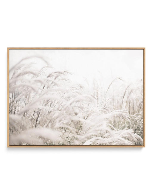 Seaside Pampas | LS | Framed Canvas-CANVAS-You can shop wall art online with Olive et Oriel for everything from abstract art to fun kids wall art. Our beautiful modern art prints and canvas art are available from large canvas prints to wall art paintings and our proudly Australian artwork collection offers only the highest quality framed large wall art and canvas art Australia - You can buy fashion photography prints or Hampton print posters and paintings on canvas from Olive et Oriel and have t