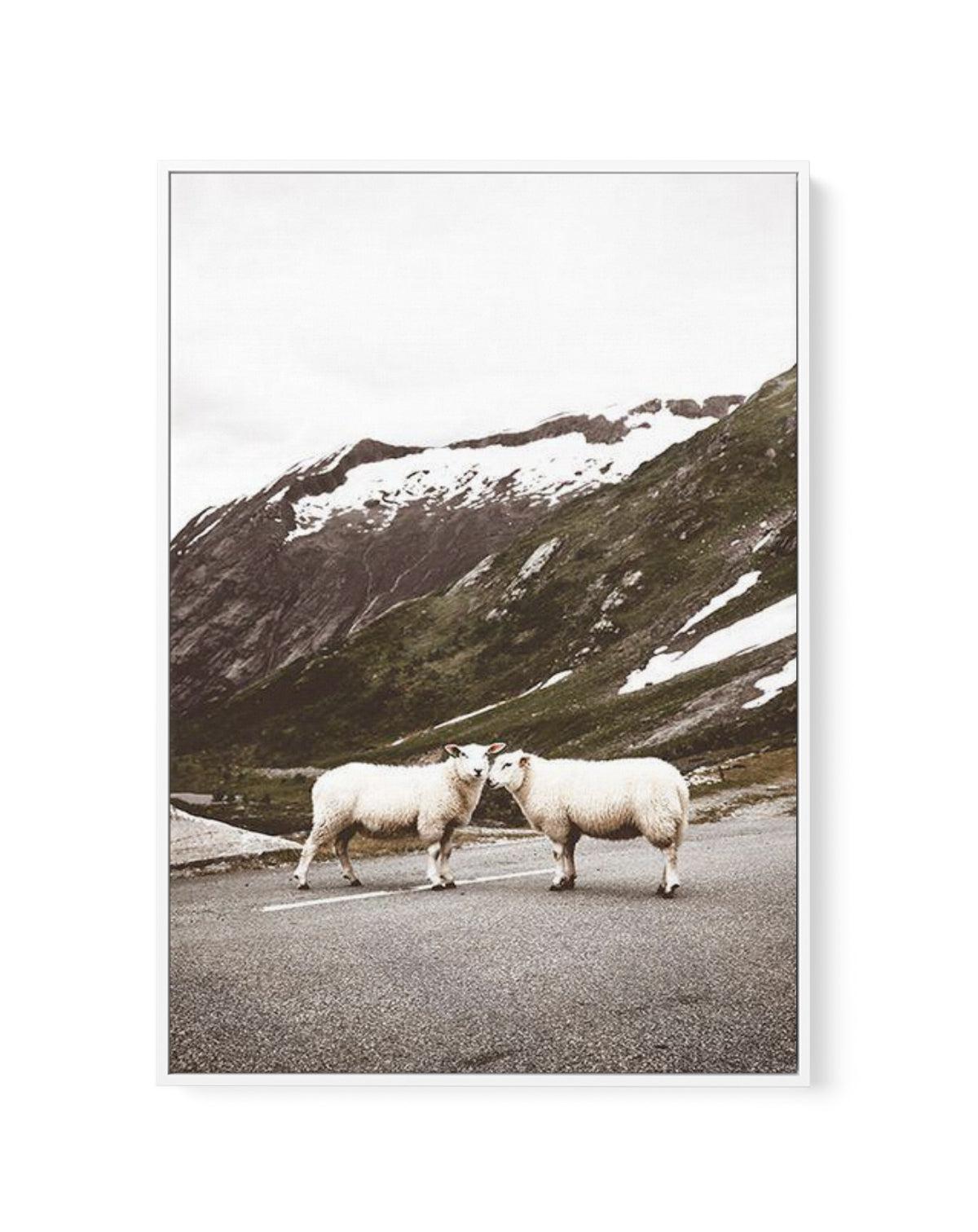 Sheep On The Road | Framed Canvas-CANVAS-You can shop wall art online with Olive et Oriel for everything from abstract art to fun kids wall art. Our beautiful modern art prints and canvas art are available from large canvas prints to wall art paintings and our proudly Australian artwork collection offers only the highest quality framed large wall art and canvas art Australia - You can buy fashion photography prints or Hampton print posters and paintings on canvas from Olive et Oriel and have the