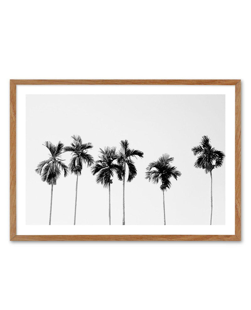 Six Palms Art Print-PRINT-Olive et Oriel-Olive et Oriel-Buy-Australian-Art-Prints-Online-with-Olive-et-Oriel-Your-Artwork-Specialists-Austrailia-Decorate-With-Coastal-Photo-Wall-Art-Prints-From-Our-Beach-House-Artwork-Collection-Fine-Poster-and-Framed-Artwork