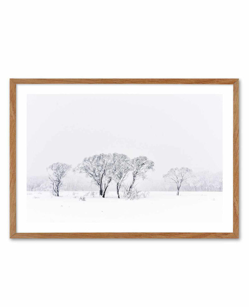 Snowy Gumtrees, Kosciuszko Art Print-PRINT-Olive et Oriel-Olive et Oriel-50x70 cm | 19.6" x 27.5"-Walnut-With White Border-Buy-Australian-Art-Prints-Online-with-Olive-et-Oriel-Your-Artwork-Specialists-Austrailia-Decorate-With-Coastal-Photo-Wall-Art-Prints-From-Our-Beach-House-Artwork-Collection-Fine-Poster-and-Framed-Artwork