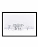 Snowy Gumtrees, Kosciuszko Art Print-PRINT-Olive et Oriel-Olive et Oriel-A5 | 5.8" x 8.3" | 14.8 x 21cm-Black-With White Border-Buy-Australian-Art-Prints-Online-with-Olive-et-Oriel-Your-Artwork-Specialists-Austrailia-Decorate-With-Coastal-Photo-Wall-Art-Prints-From-Our-Beach-House-Artwork-Collection-Fine-Poster-and-Framed-Artwork