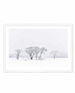 Snowy Gumtrees, Kosciuszko Art Print-PRINT-Olive et Oriel-Olive et Oriel-A5 | 5.8" x 8.3" | 14.8 x 21cm-White-With White Border-Buy-Australian-Art-Prints-Online-with-Olive-et-Oriel-Your-Artwork-Specialists-Austrailia-Decorate-With-Coastal-Photo-Wall-Art-Prints-From-Our-Beach-House-Artwork-Collection-Fine-Poster-and-Framed-Artwork