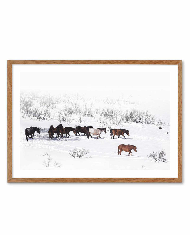 Snowy Mountains Brumbies I Art Print-PRINT-Olive et Oriel-Olive et Oriel-50x70 cm | 19.6" x 27.5"-Walnut-With White Border-Buy-Australian-Art-Prints-Online-with-Olive-et-Oriel-Your-Artwork-Specialists-Austrailia-Decorate-With-Coastal-Photo-Wall-Art-Prints-From-Our-Beach-House-Artwork-Collection-Fine-Poster-and-Framed-Artwork