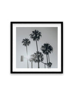 Venice Palms | B&W SQ Art Print-PRINT-Olive et Oriel-Olive et Oriel-70x70 cm | 27.5" x 27.5"-Black-With White Border-Buy-Australian-Art-Prints-Online-with-Olive-et-Oriel-Your-Artwork-Specialists-Austrailia-Decorate-With-Coastal-Photo-Wall-Art-Prints-From-Our-Beach-House-Artwork-Collection-Fine-Poster-and-Framed-Artwork