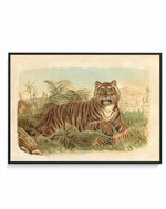 Vintage Tiger I | Framed Canvas Art Print