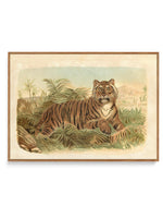 Vintage Tiger I | Framed Canvas-CANVAS-You can shop wall art online with Olive et Oriel for everything from abstract art to fun kids wall art. Our beautiful modern art prints and canvas art are available from large canvas prints to wall art paintings and our proudly Australian artwork collection offers only the highest quality framed large wall art and canvas art Australia - You can buy fashion photography prints or Hampton print posters and paintings on canvas from Olive et Oriel and have them 