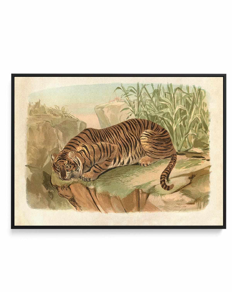Vintage Tiger II | Framed Canvas Art Print