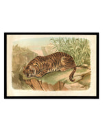 Vintage Tiger II Art Print-PRINT-Olive et Oriel-Olive et Oriel-Buy-Australian-Art-Prints-Online-with-Olive-et-Oriel-Your-Artwork-Specialists-Austrailia-Decorate-With-Coastal-Photo-Wall-Art-Prints-From-Our-Beach-House-Artwork-Collection-Fine-Poster-and-Framed-Artwork