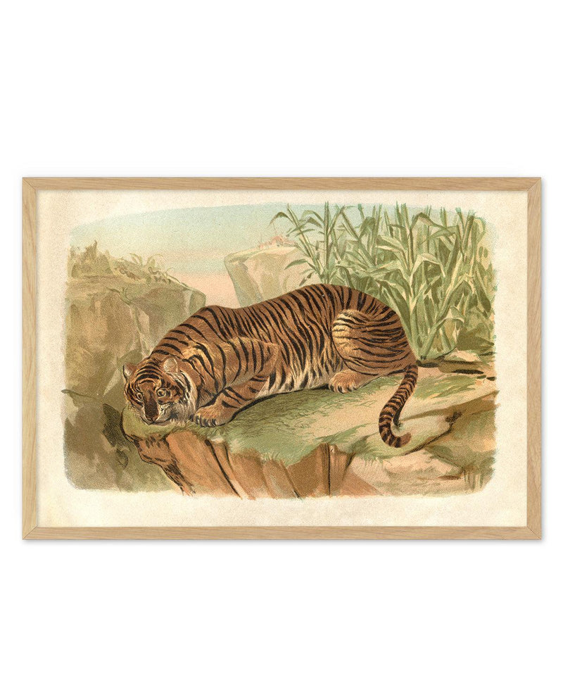 Vintage Tiger II Art Print-PRINT-Olive et Oriel-Olive et Oriel-Buy-Australian-Art-Prints-Online-with-Olive-et-Oriel-Your-Artwork-Specialists-Austrailia-Decorate-With-Coastal-Photo-Wall-Art-Prints-From-Our-Beach-House-Artwork-Collection-Fine-Poster-and-Framed-Artwork