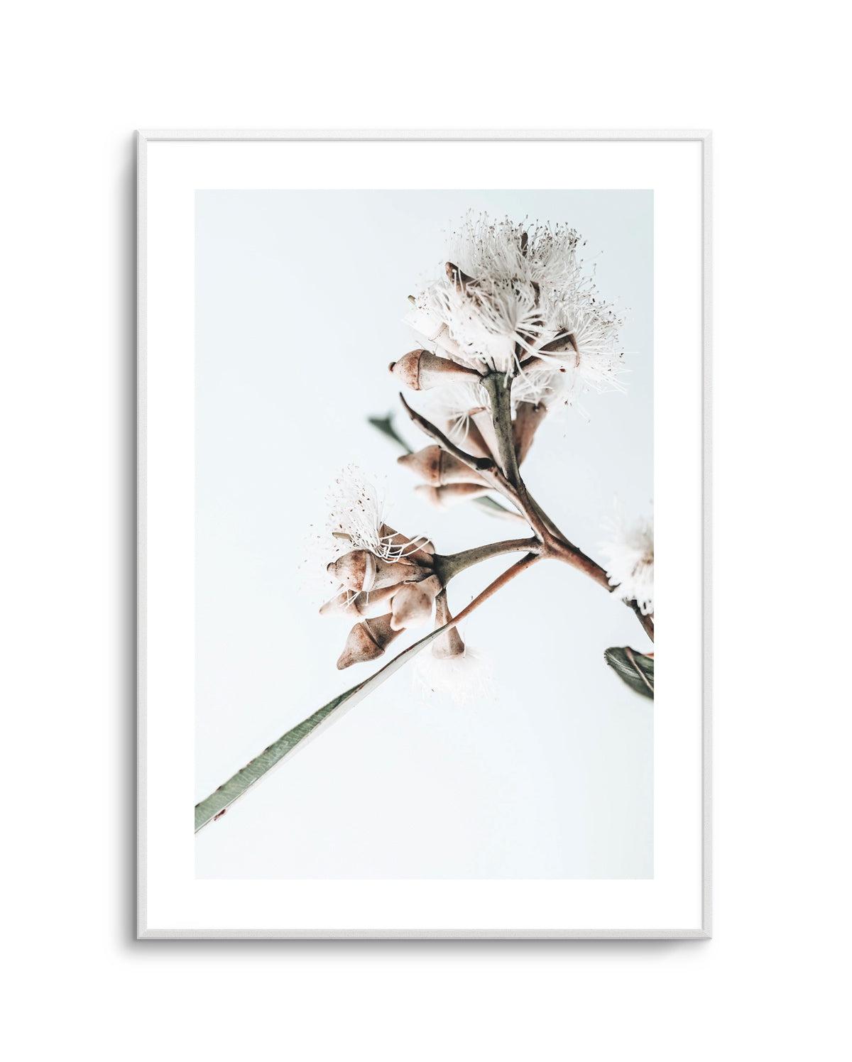 White Eucalyptus I Art Print-PRINT-Olive et Oriel-Olive et Oriel-Buy-Australian-Art-Prints-Online-with-Olive-et-Oriel-Your-Artwork-Specialists-Austrailia-Decorate-With-Coastal-Photo-Wall-Art-Prints-From-Our-Beach-House-Artwork-Collection-Fine-Poster-and-Framed-Artwork