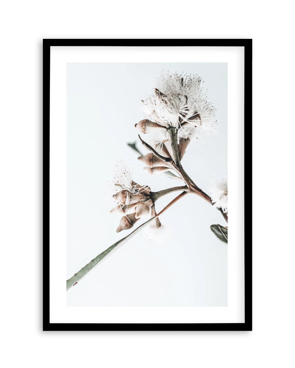 White Eucalyptus I Art Print-PRINT-Olive et Oriel-Olive et Oriel-Buy-Australian-Art-Prints-Online-with-Olive-et-Oriel-Your-Artwork-Specialists-Austrailia-Decorate-With-Coastal-Photo-Wall-Art-Prints-From-Our-Beach-House-Artwork-Collection-Fine-Poster-and-Framed-Artwork